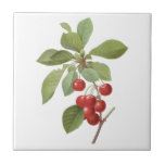 Vintage Fruit Cherry Food, Cherries by Redoute Tile<br><div class="desc">Vintage illustration botanical fruit design featuring red ripe Cherries (Cerasus domestica) on a tree branch with leaves. By the famous floral botany artist Pierre Joseph Redoute (1759-1840).</div>