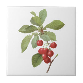 Vintage Fruit Cherry Food, Cherries by Redoute Tile