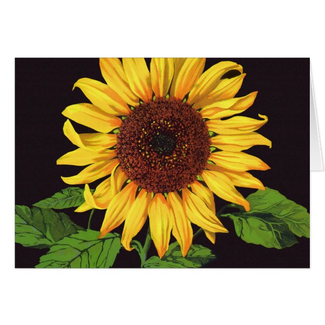 Vintage Fruit Crate Label Art Orangedale Sunflower (Front Horizontal)