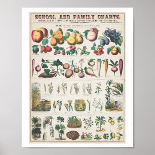 Vintage Fruit family art print poster