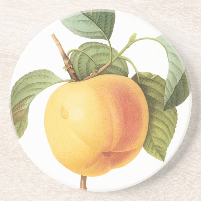 Vintage Fruit Food, Calville Apple by Redoute Coaster (Front)