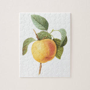 Vintage Fruit Food, Calville Apple by Redoute Jigsaw Puzzle