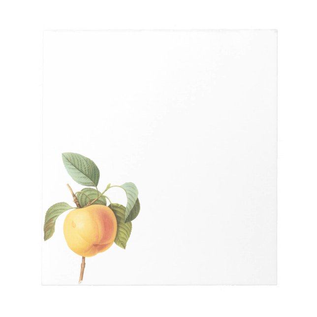 Vintage Fruit Food, Calville Apple by Redoute Notepad (Front)
