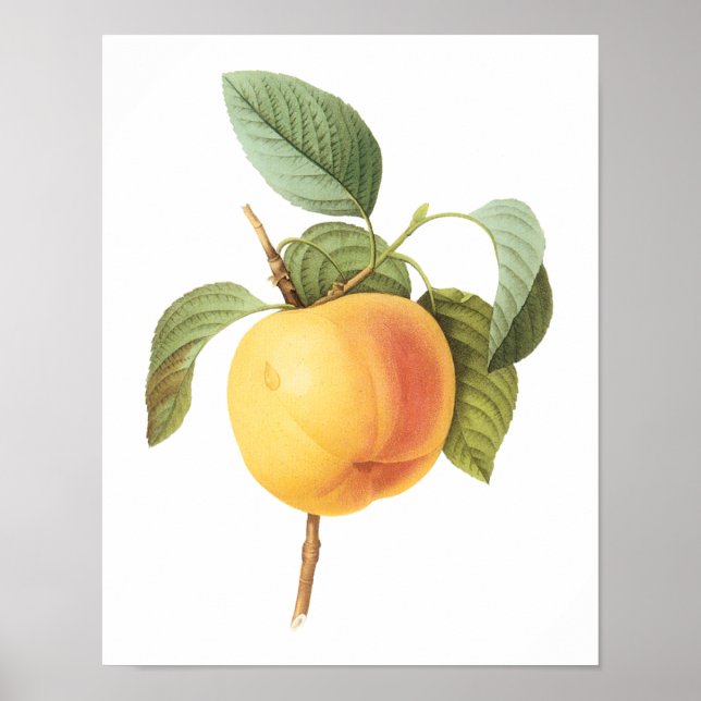 Vintage Fruit Food, Calville Apple by Redoute Poster (Front)