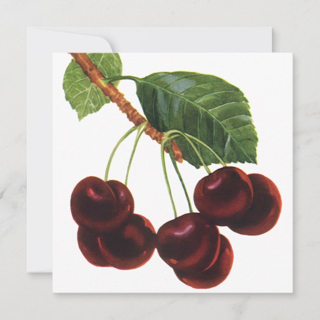 Vintage Fruit Foods, Ripe Cherries from a Tree (Front)