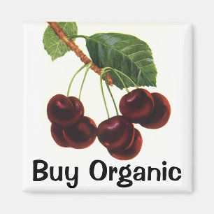 Vintage Fruit Foods, Ripe Cherries from a Tree Magnet