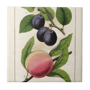 Vintage Fruit Peach Botanical Print Tile