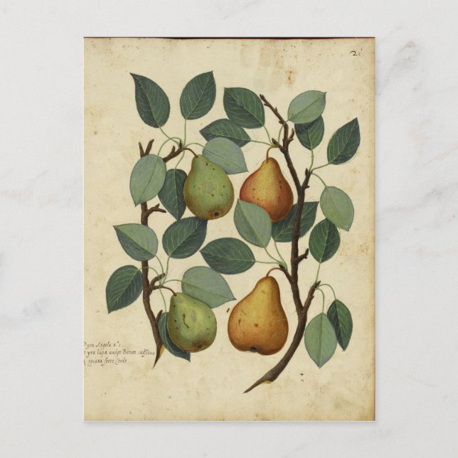 Vintage Fruit Pear Botanical Print Postcard (Front)
