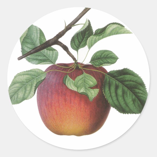 Vintage Fruit Stickers (Front)