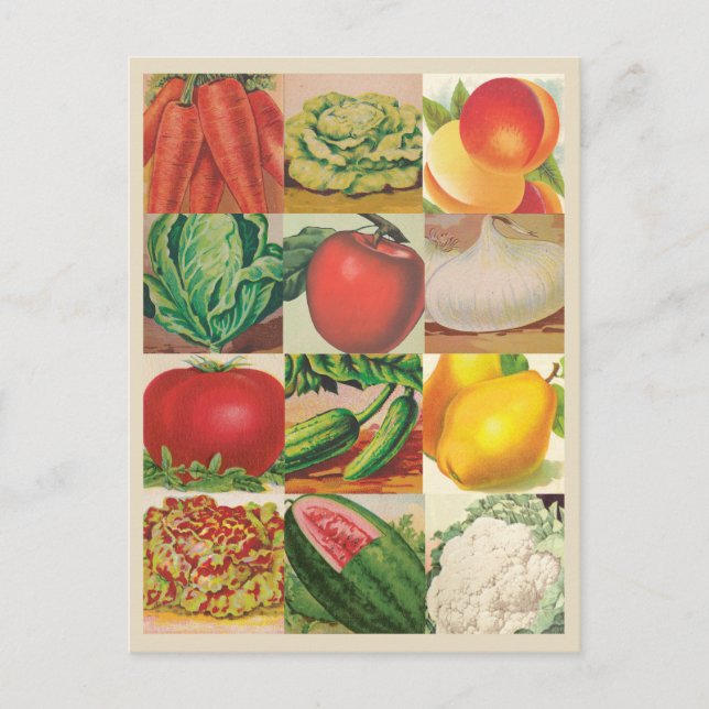 Vintage Fruits and Vegetables Illustrations Postcard (Front)