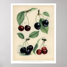 Vintage Fruits poster - Cherry