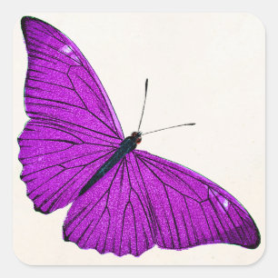 Vintage Fuchsia Purple Butterfly 1800 Illustration Square Sticker
