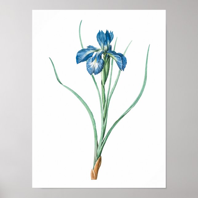Vintage Garden Flower | Dark Purple Iris Poster (Front)