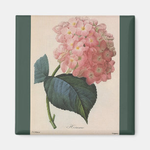 Vintage Garden Flowers, Pink Hydrangea Hortensia Magnet