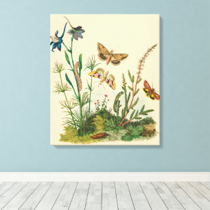 Vintage Garden Insects, Butterflies, Caterpillars Canvas Print