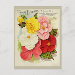 Vintage Gardening Begonia Flower Seeds Catalogue Postcard