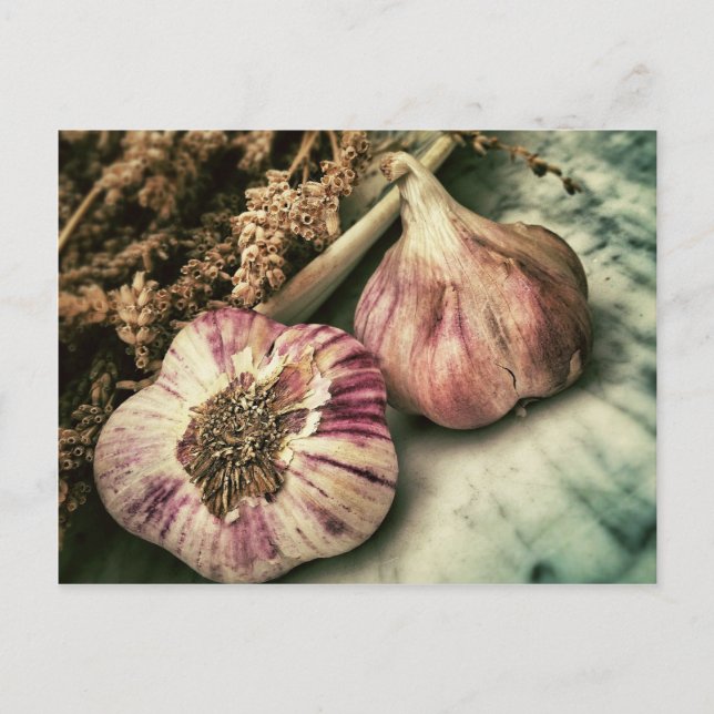 Vintage Garlic Postcard (Front)