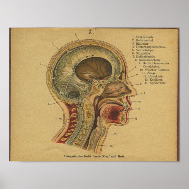Vintage German Anatomy Print Head Neck (Front)