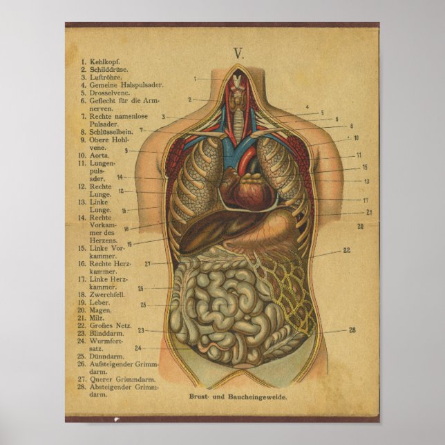Vintage German Anatomy Print Internal Organs (Front)