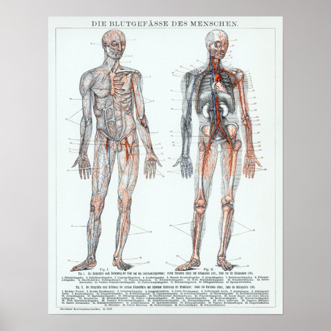 Vintage German Human Anatomy Chart (Front)