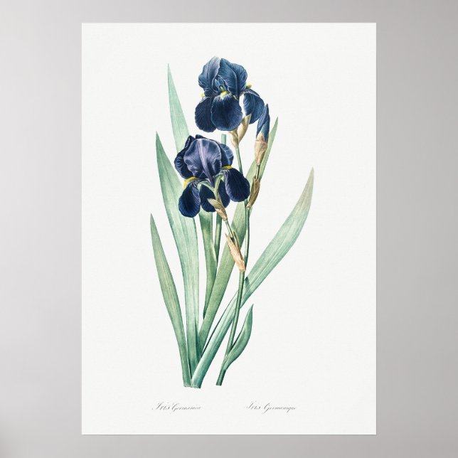 Vintage German Iris, Retro Botanical Poster (Front)