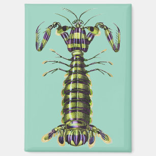 Vintage Giant Mantis Shrimp Marine Art Print Magnet