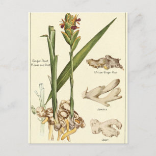 Vintage ginger illustration postcard recipe card