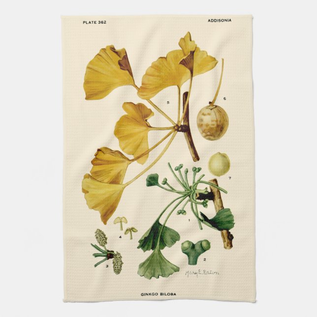 Vintage Ginkgo Biloba Botanical Illustration Kitchen Towel (Vertical)
