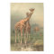 Vintage Giraffe 1894 Print African Plains