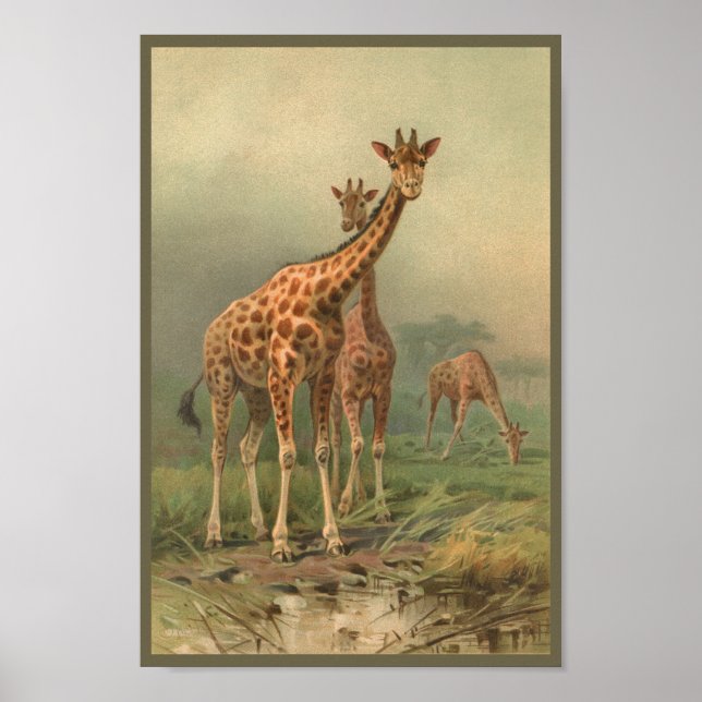 Vintage Giraffe Art Customize Print African Plains (Front)
