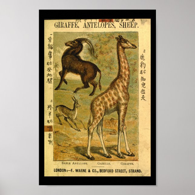 Vintage Giraffe Gazelle Natural History Print (Front)