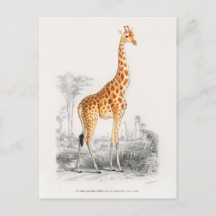 Vintage Giraffe Illustration Postcard