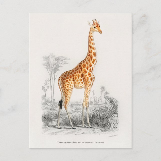 Vintage Giraffe Illustration Postcard (Front)