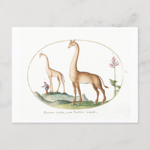 Vintage Giraffe Illustration Postcard