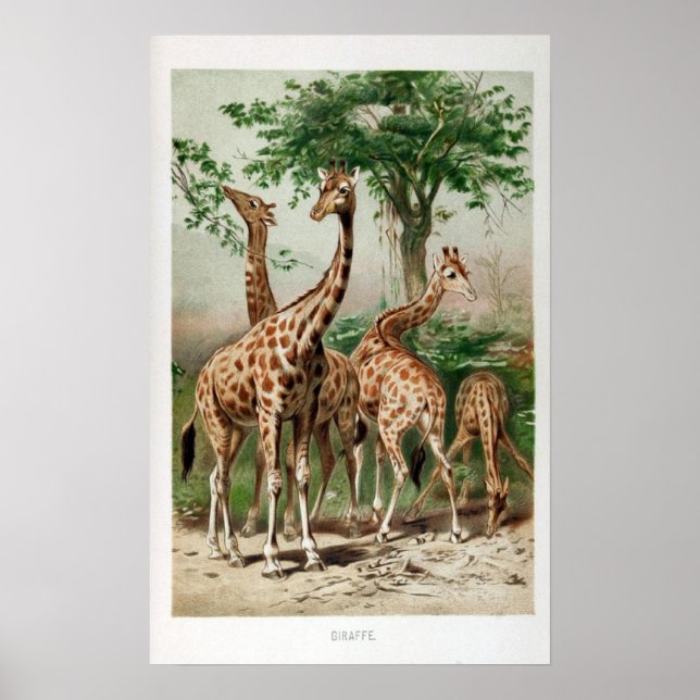 Vintage Giraffe Illustration Print/Poster Poster (Front)