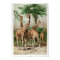 Vintage Giraffe Illustration Print/Poster