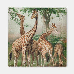 Vintage Giraffe Magnet