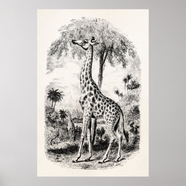 Vintage Giraffe Personalized Animal Illustration Poster (Front)