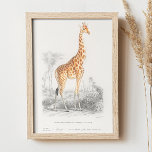 Vintage giraffe. Retro animal zoo safari nature Poster<br><div class="desc">Vintage giraffe illustration poster by Charles Dessalines D'Orbigny.</div>