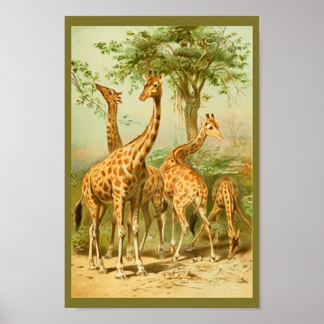 Vintage Giraffes Eating Leaves Animal Art Print (Front)