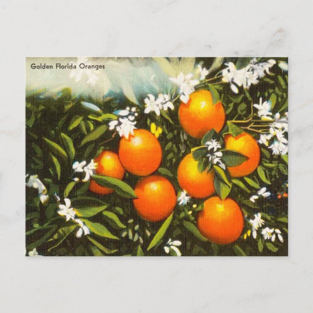 Vintage Golden Florida Oranges Travel Postcard (Front)