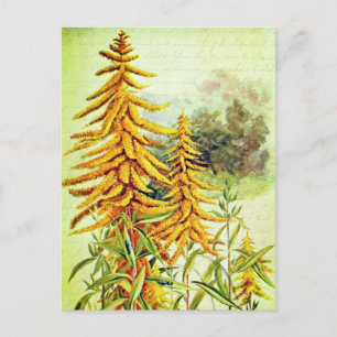 Vintage Goldenrod Yellow American Wildflowers  Postcard