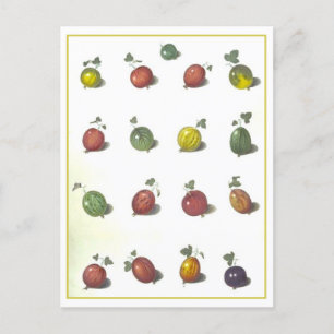 Vintage Gooseberries Postcard