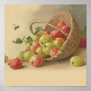 Vintage gooseberries poster