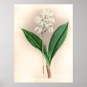 Vintage Govenia Deliciosa Orchid Flower Poster
