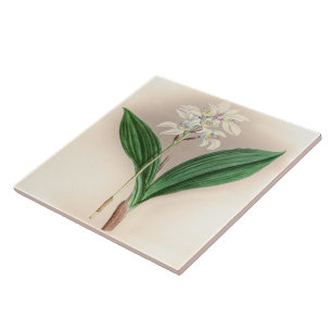 Vintage Govenia Deliciosa Orchid Flower Tile