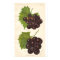 Vintage Grapes Poster