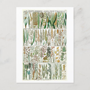 Vintage Grasses Botanical Chart Postcard