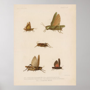 Vintage Grasshopper Diagram (1875) Poster