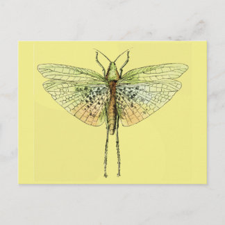 Vintage Grasshopper Print Postcard